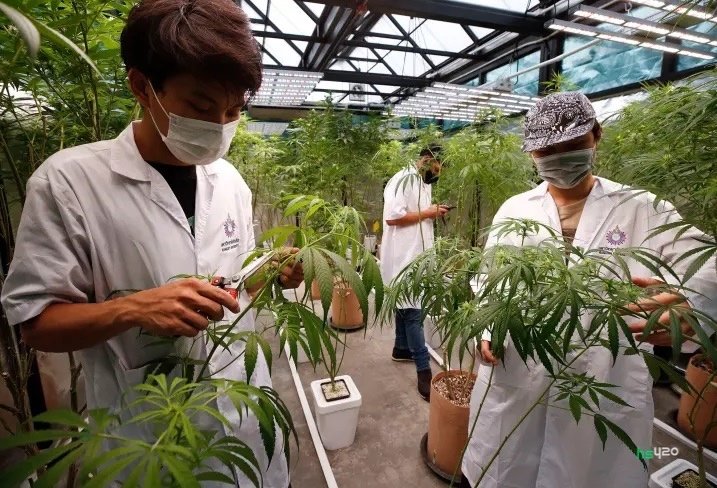 thai-cannabis-farm-2.jpg