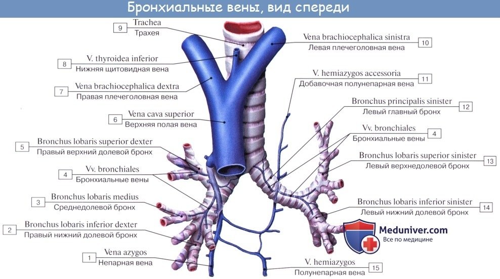 veni_verxnei_poloi_veni-63a.jpg.a91bcb2d1fffdf8ed7c6c1a339386c91.jpg