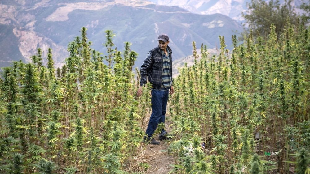morocco-cannabis-grow (1).jpg