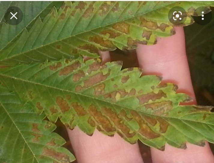 Screenshot_20221020-152745_Google.jpg.faec5742214a49df8ee47ae0a10b7399.jpg