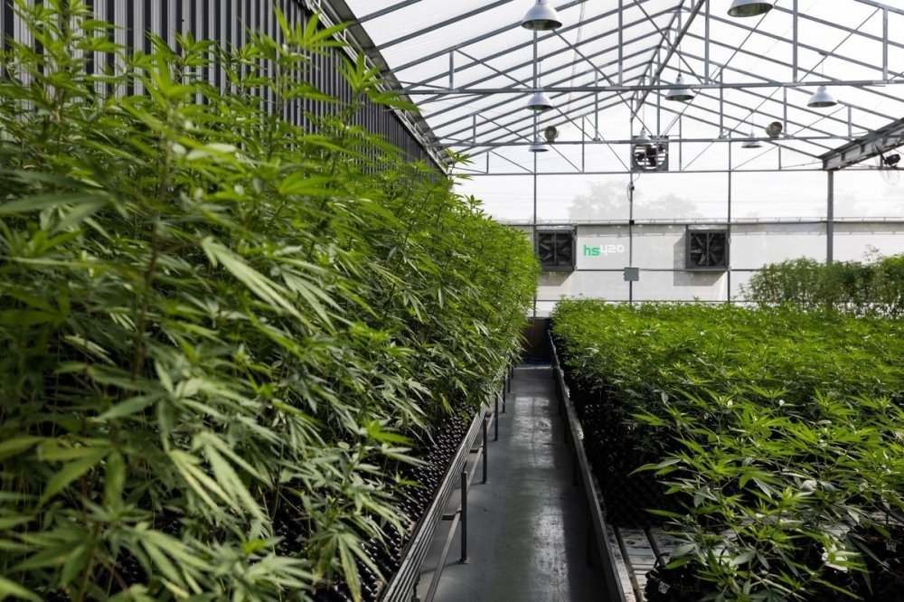 cannabis-farm(1).jpg