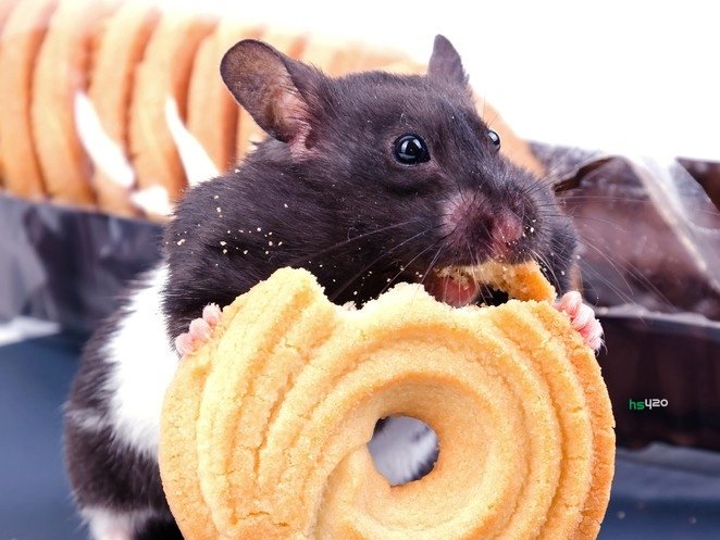 mouse-obesity(1).jpg