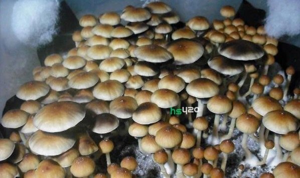 psilocybe-cubensis-pink-buffalo-2.jpg