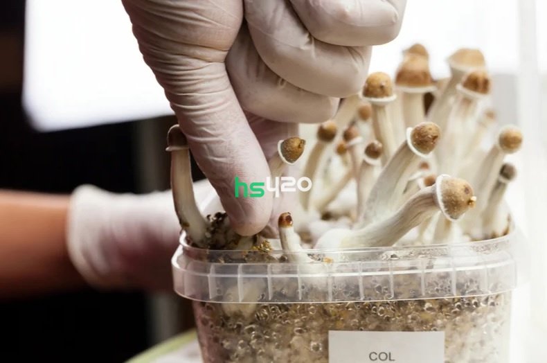 psilocybin-harvest.jpg