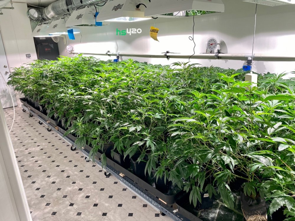 cannabis-grow (1).jpg
