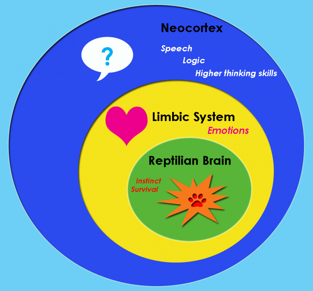 Triune_brain.thumb.png.fce6d67f04e488975f4f287ff186d98d.png