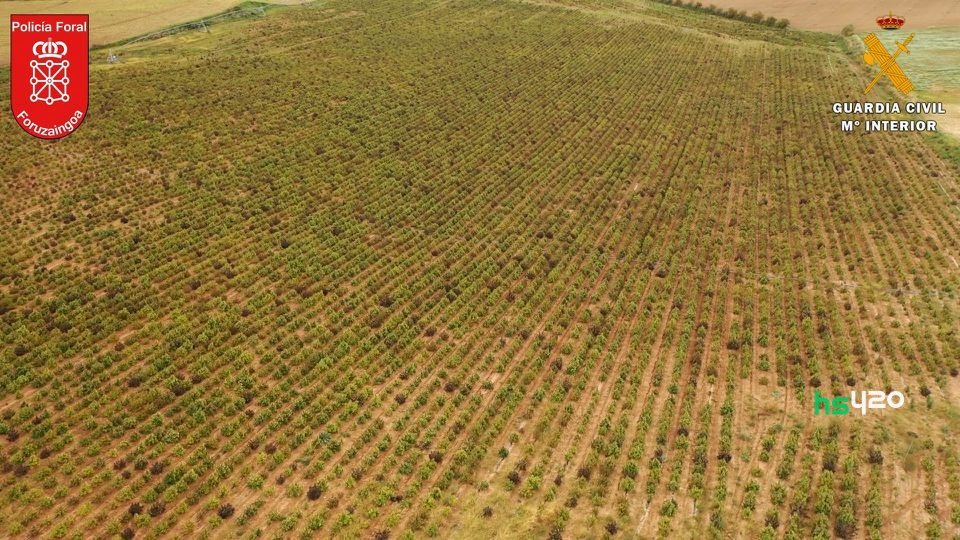 spain-largest-cannabis-field.jpg