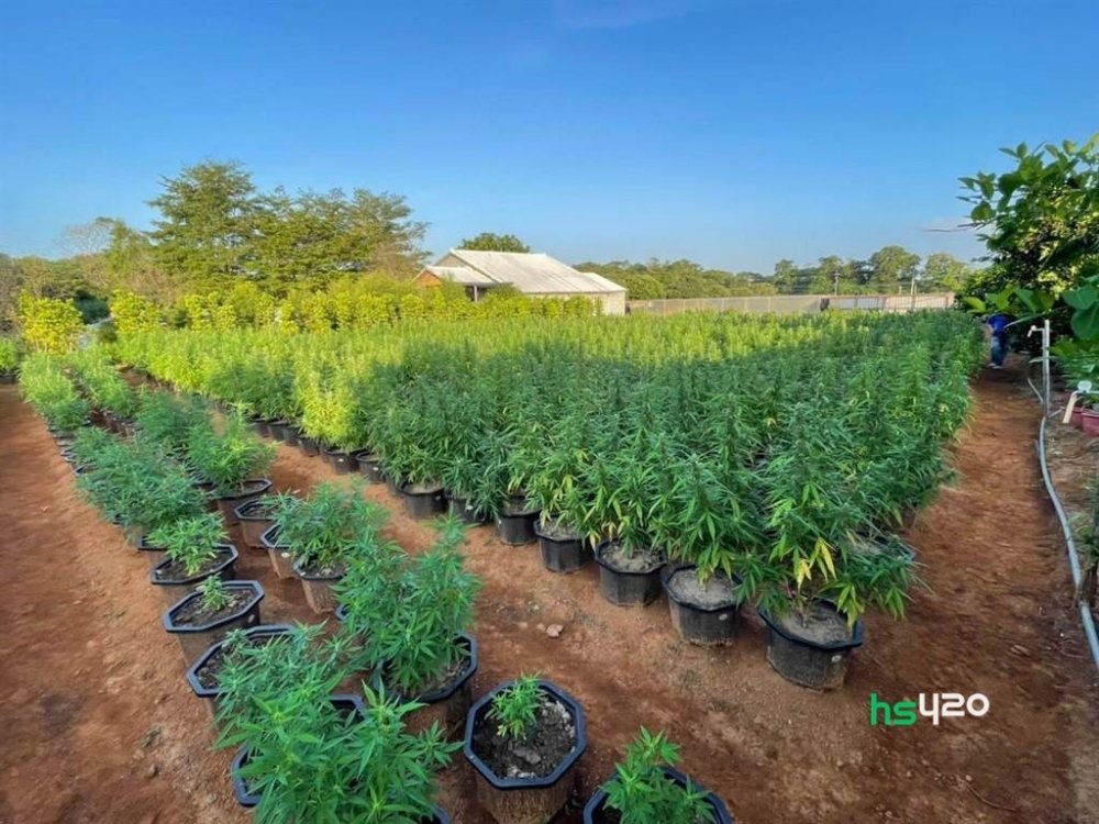 taiwan-illegal-cannabis-grow.jpg
