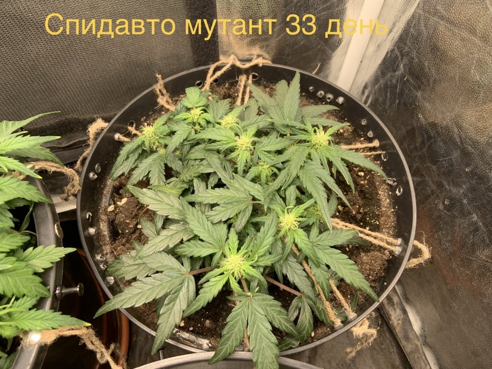 59F032E5-DD29-43C2-82C3-49FD16252C75.jpeg