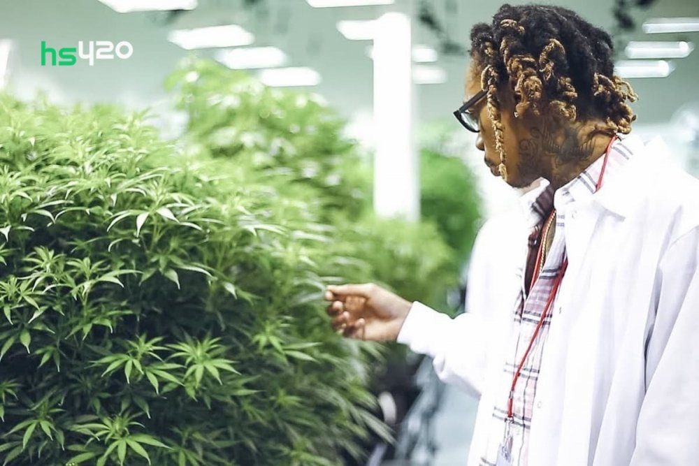 wiz-khalifa-cannabis-farm.jpg