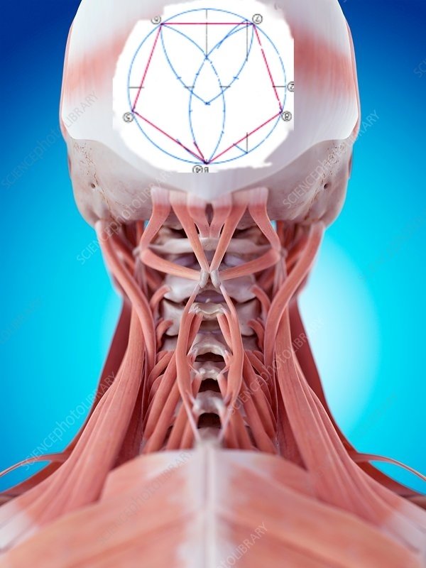 F0158230-Human_neck_muscles.jpg.9f10567edb91cc18f935cfc51abc77fa.jpg