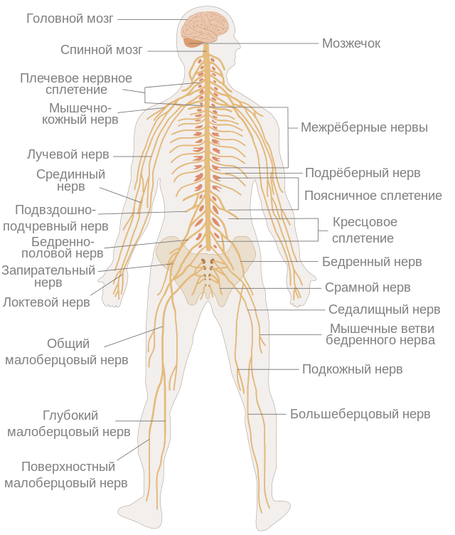 TE-Nervous_system_diagram-ru_svg.png.ac07d3202386e675384cfade95dd1e95.png