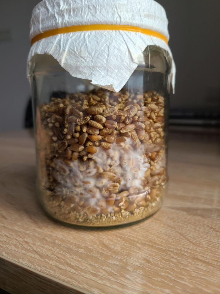 image.thumb.png.f48bf5d233afdccccbe2adb8e0615ddc.png