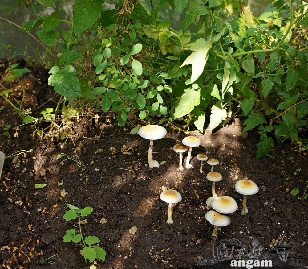 DSC01212.jpg