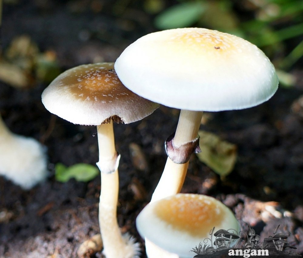 DSC01216.jpg