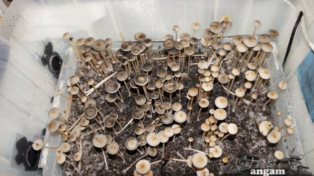 DSC03935.thumb.jpg.2b6335cca91ba8b0001313b8a8f1b2ce.jpg