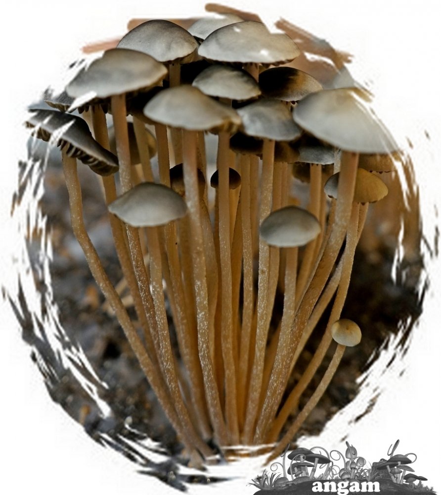 DSC05062.thumb.jpg.93616a1c8e6cad4aa8c7db02d81f1561.jpg