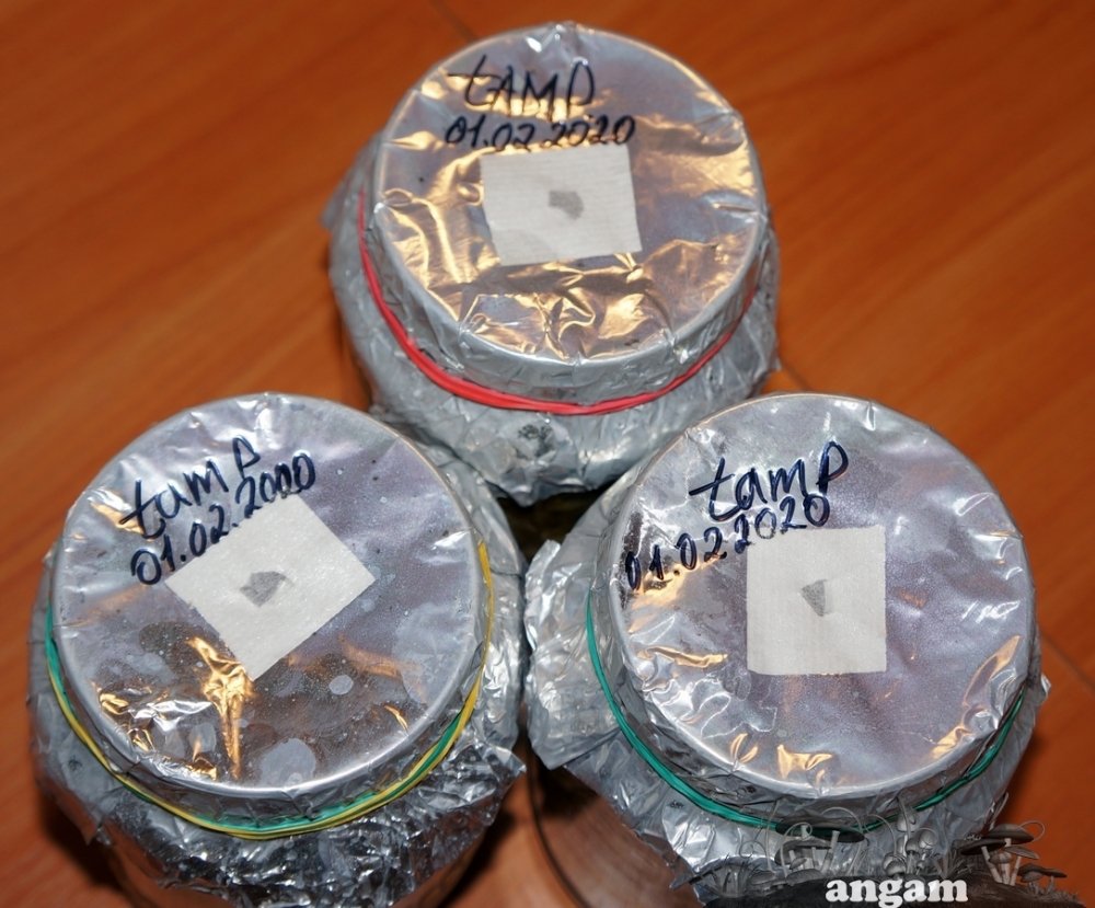 DSC05137.thumb.jpg.1cb8db187cd370f2108c51b8390d8539.jpg