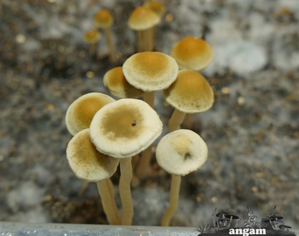 DSC05965.thumb.jpg.c3c3fb5b37d8fc8972e206644b13e87a.jpg
