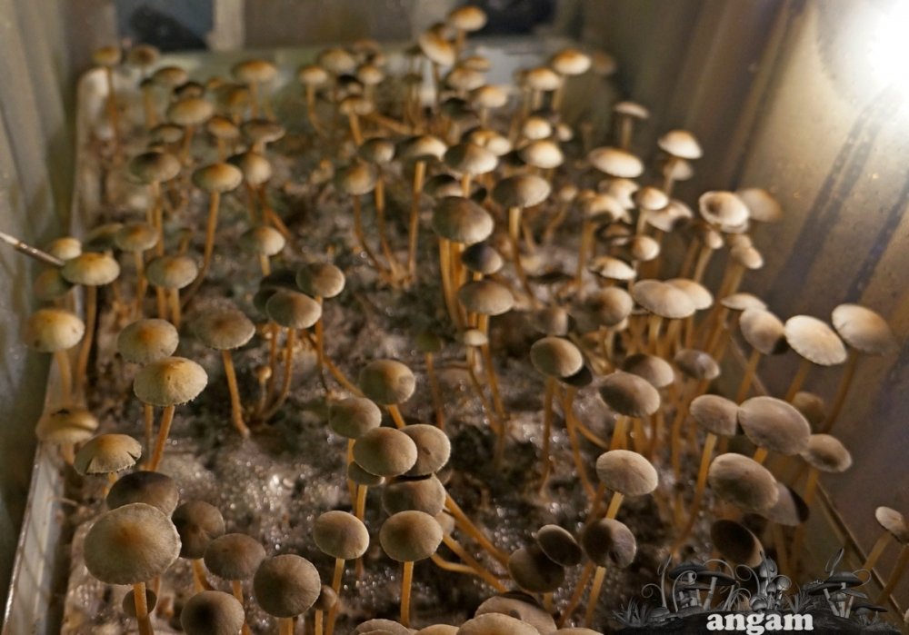 DSC07302.jpg