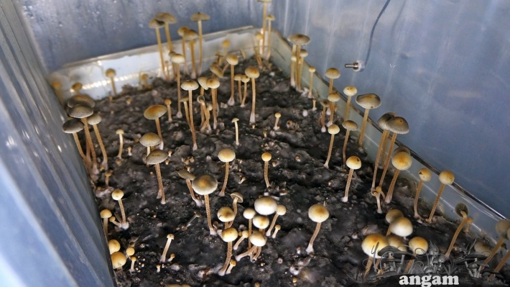 DSC07928.jpg