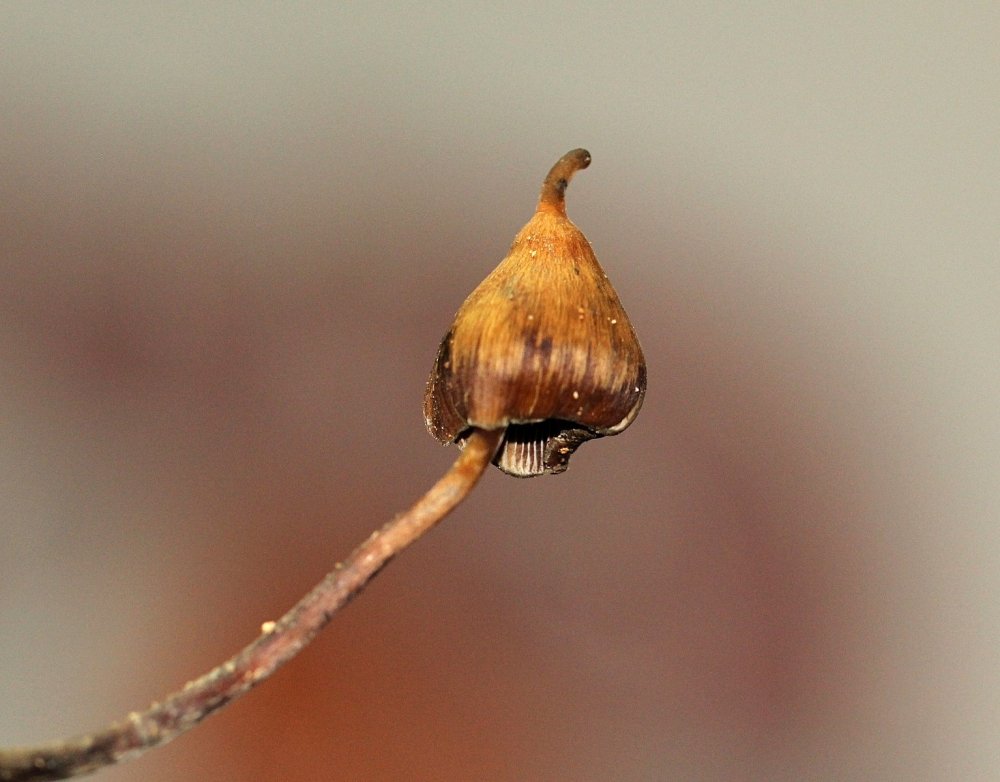 Psilocybe_hoogshagenii_177685.thumb.jpg.eb1f626a01f89976aafefe891d7a2ade.jpg