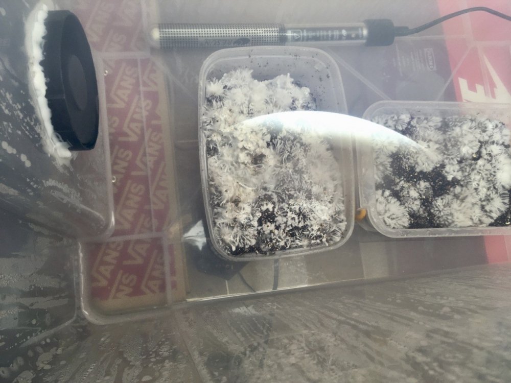 2023-03-29 17.35.38.jpg