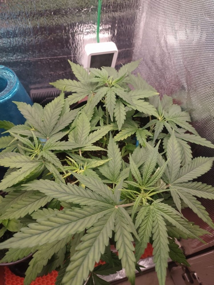 2023-03-02 17.39.55.jpg