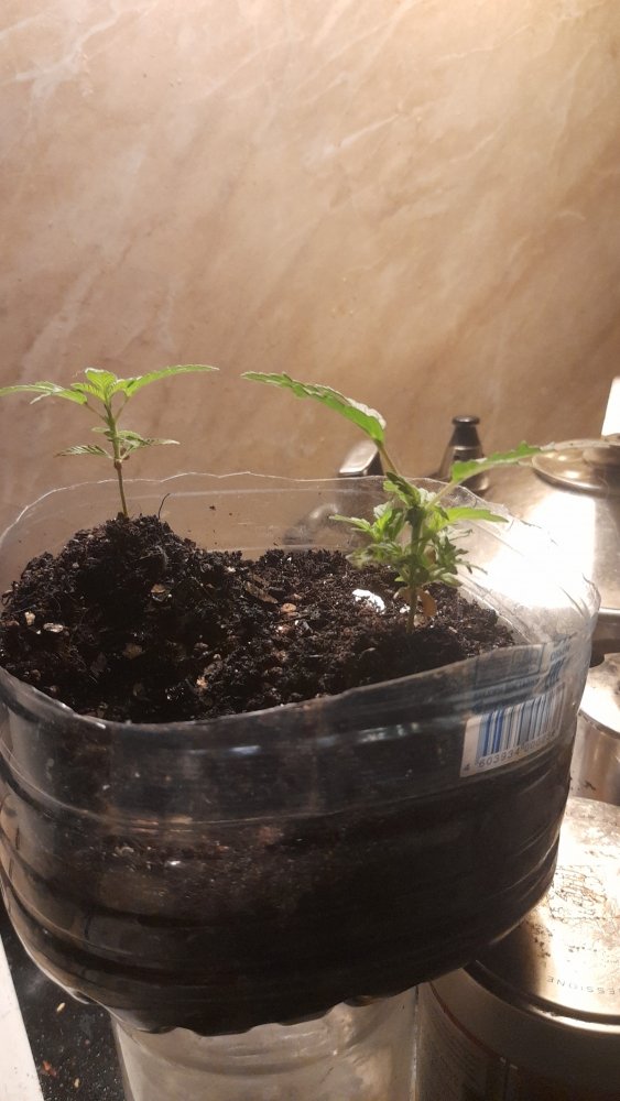 IMG-20230325-WA0008.jpeg
