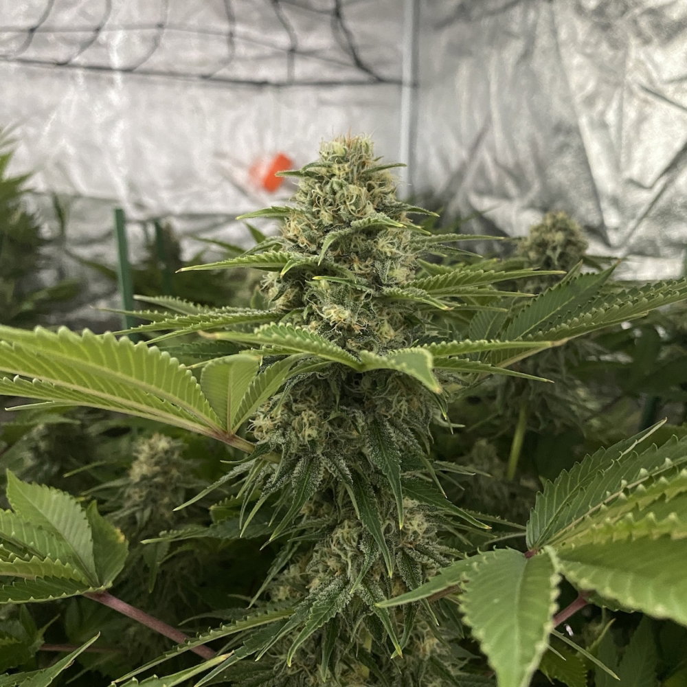 n6.thumb.JPG.4975cbd489f628b80b1e92fc0d565333.JPG
