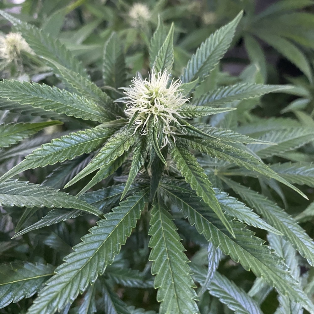 n7.thumb.JPG.a70501e937bdb23df215d082cc044c65.JPG