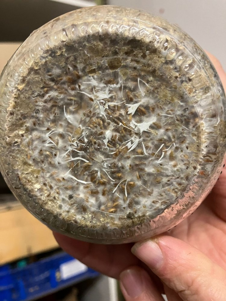shrooms1.jpeg