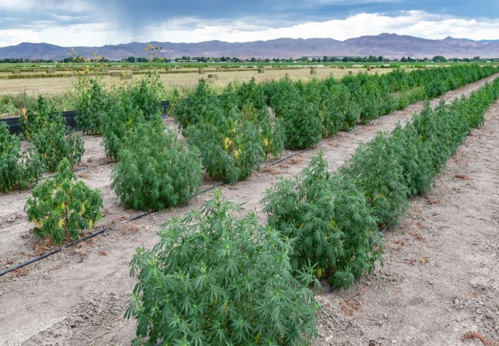 cannabis-grow-nevada.jpg