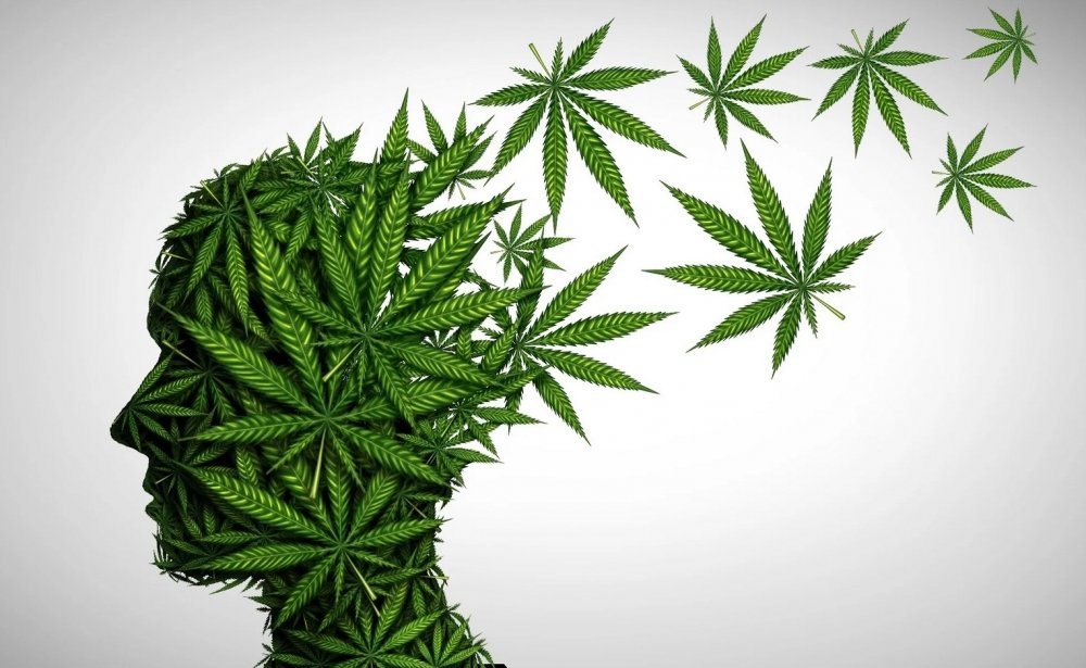 cannabis-head.jpg