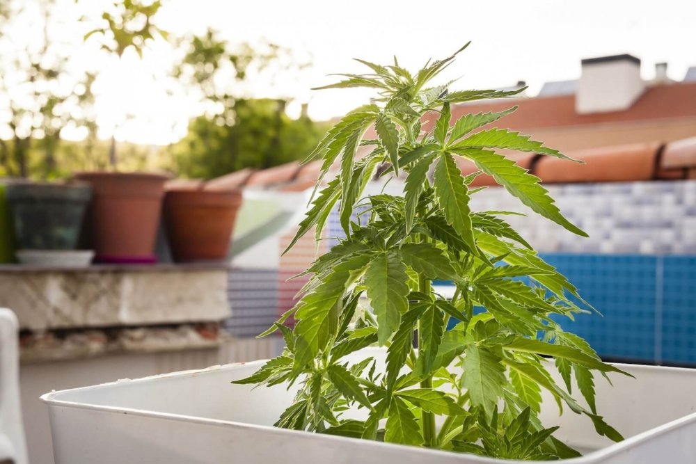 cannabis-home-grow.jpg