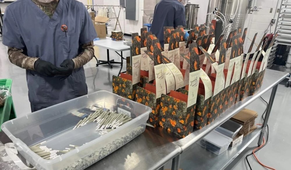 cannabis-joints-production.jpg