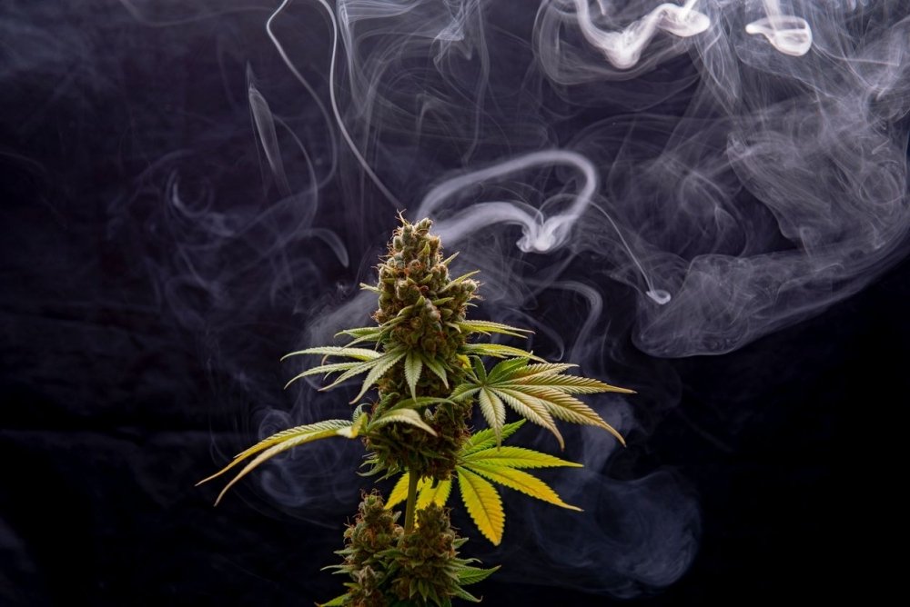cannabis-smoke.jpeg