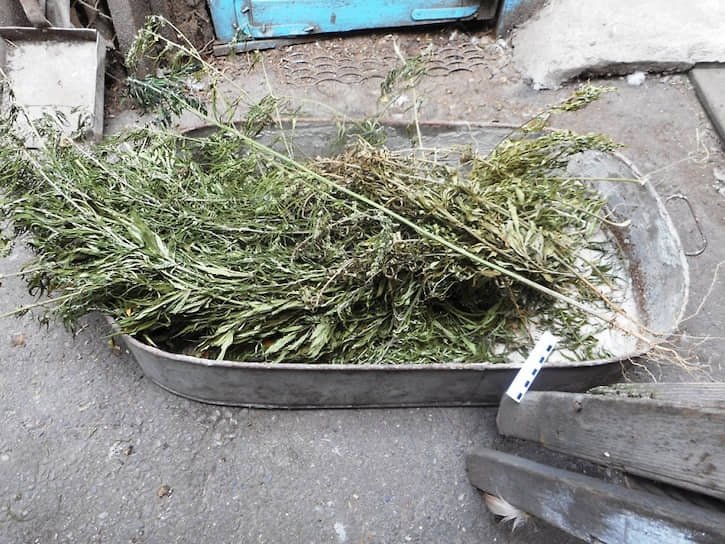 cannabis-zakharchenko-found.jpg