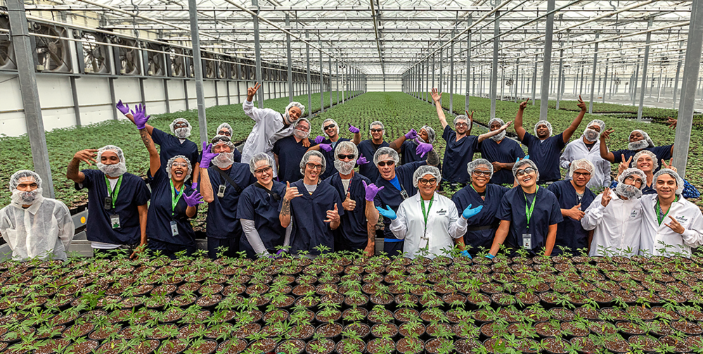 curaleaf-cannabis-farm.png