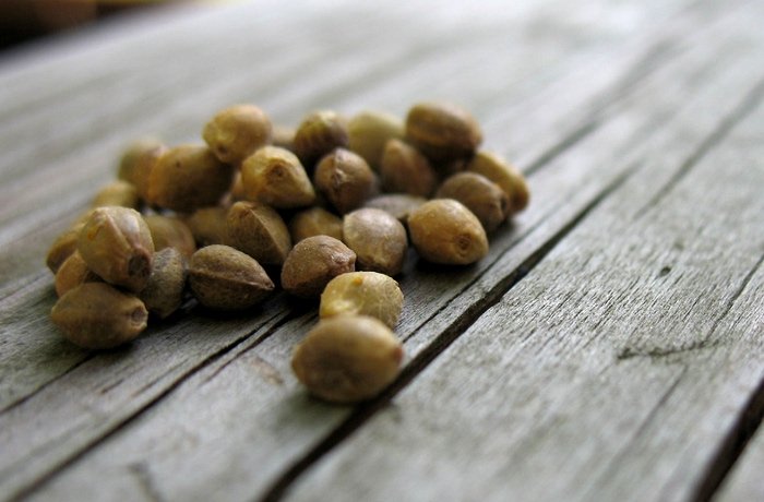 hemp-seeds-export.jpg