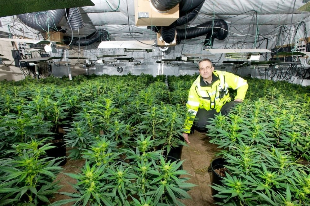 netherlands-illegal-cannabis-farm.jpg