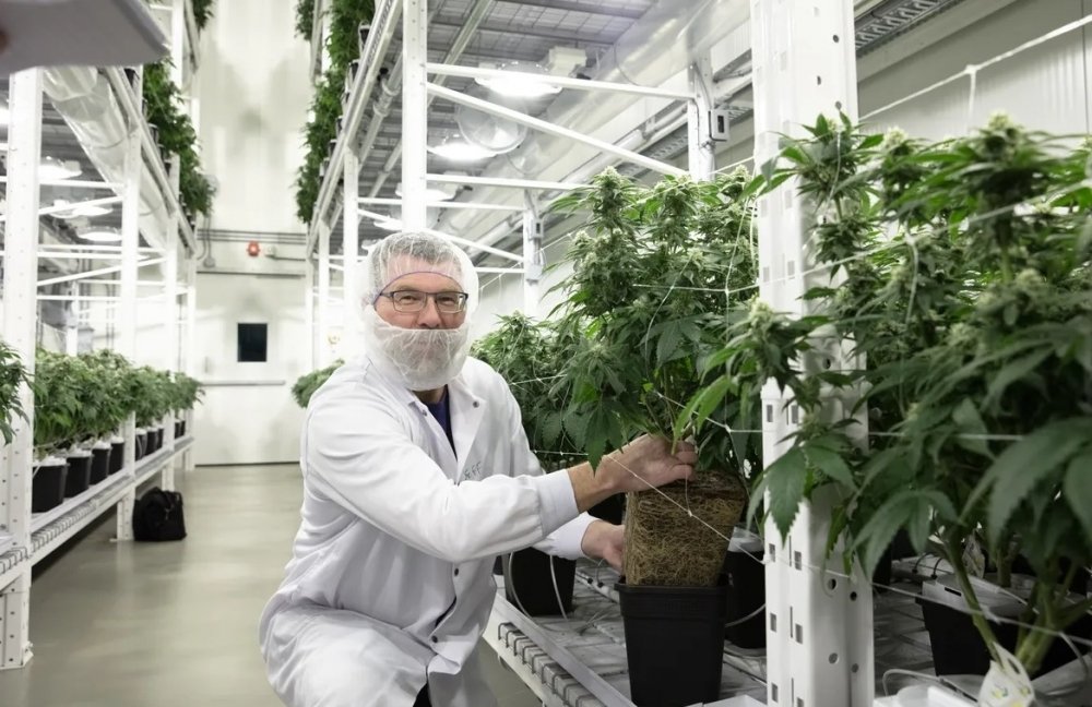 organigram-cannabis-farm.jpg