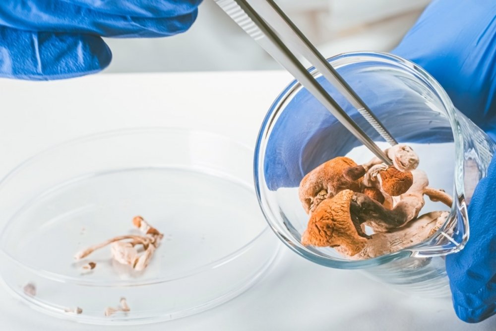 psilocybin-mushrooms-research.jpg