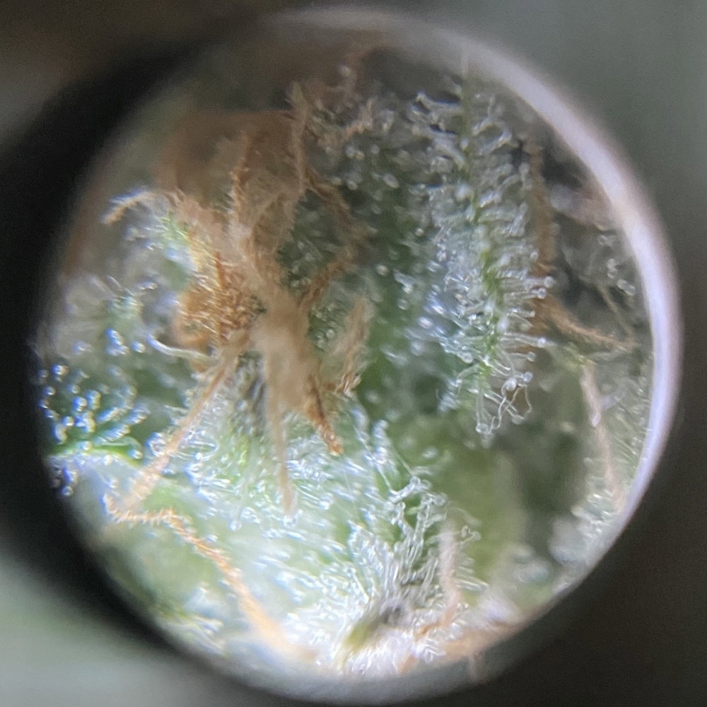 s1.thumb.JPG.9d48b6446ae1560ac32153cd0b3035b1.JPG