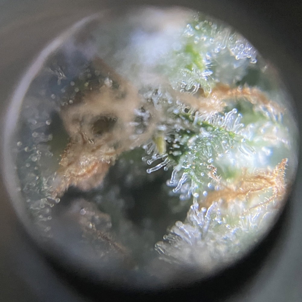 s6.thumb.JPG.a46c1e83830399578eb9320377f0f20c.JPG