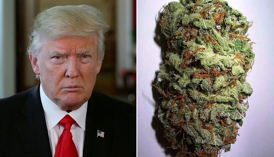 trump-cannabis.jpg
