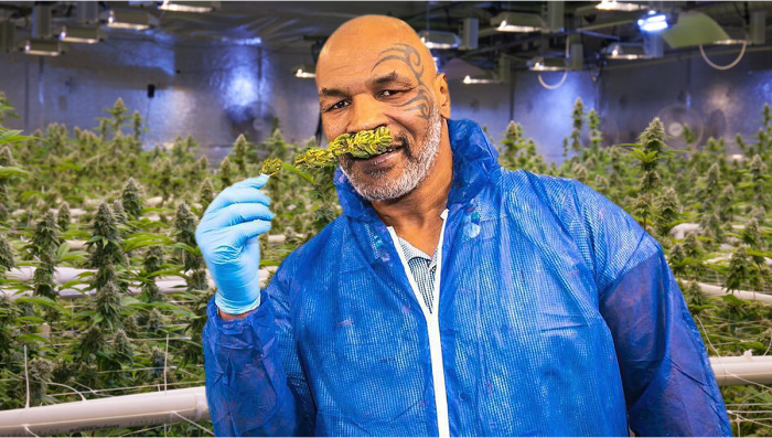 tyson-cannabis-farm.png