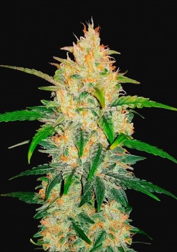 zkittlez.jpg