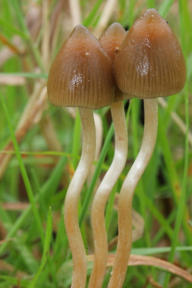 Psilocybe.semilanceata_Alan.thumb.jpg.efd21655c089a5214be1864a5cc22ecf.jpg