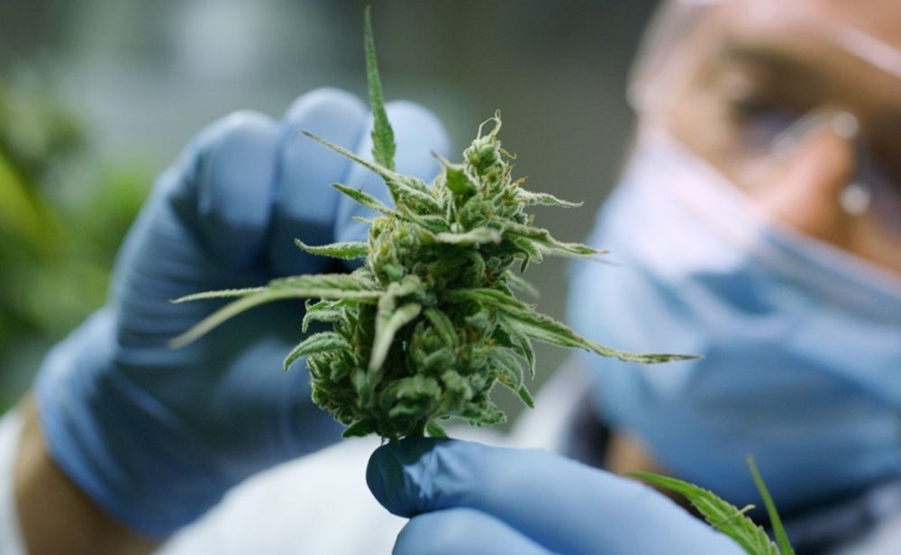 cannabis-doctor.jpeg